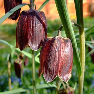 Fritillaria ruthenica unspecified picture