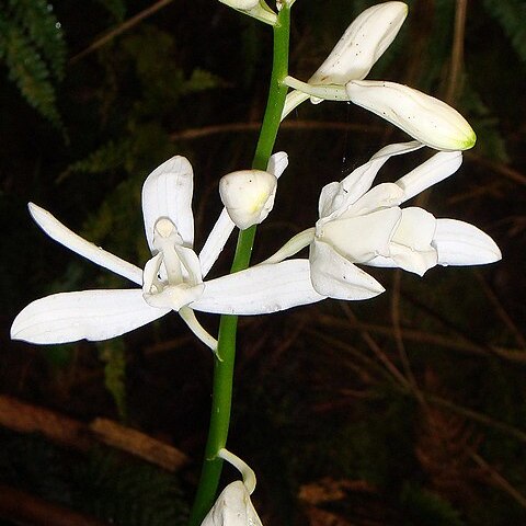 Phaius amboinensis unspecified picture