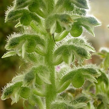 Pelexia bonariensis unspecified picture