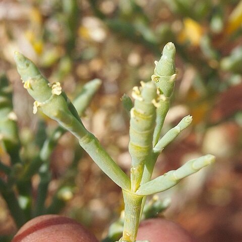 Sclerostegia unspecified picture