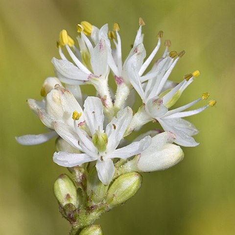 Triantha occidentalis unspecified picture