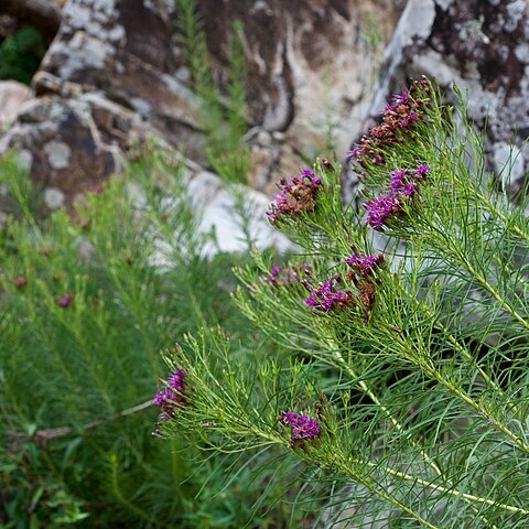 Vernonia lettermannii unspecified picture