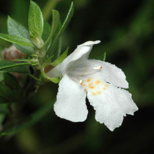 Westringia amabilis unspecified picture