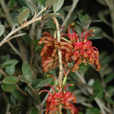 Grevillea diminuta unspecified picture