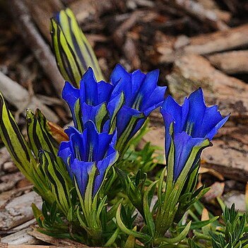 Gentiana veitchiorum unspecified picture