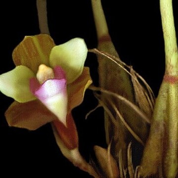 Bifrenaria calcarata unspecified picture