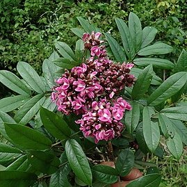 Andira fraxinifolia unspecified picture