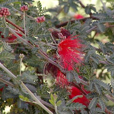 Calliandra californica unspecified picture