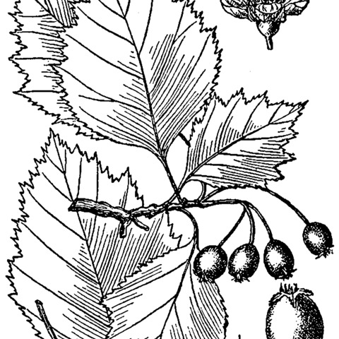 Crataegus brainerdii unspecified picture