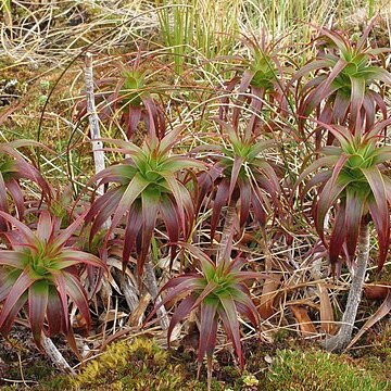 Dracophyllum menziesii unspecified picture