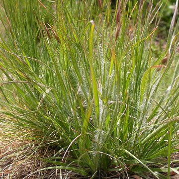 Danthonia unispicata unspecified picture