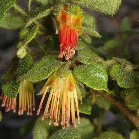 Diplolaena andrewsii unspecified picture