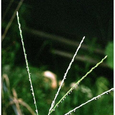 Digitaria unspecified picture