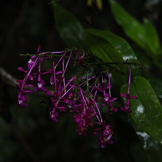 Epidendrum arnoldii unspecified picture