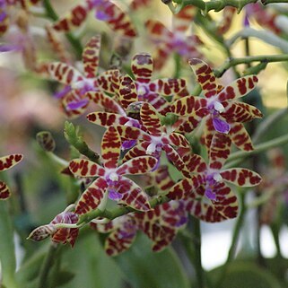 Phalaenopsis bastianii unspecified picture