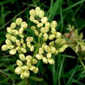 Polytaenia nuttallii unspecified picture