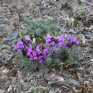 Oxytropis wrangelii unspecified picture