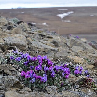 Oxytropis gorodkovii unspecified picture