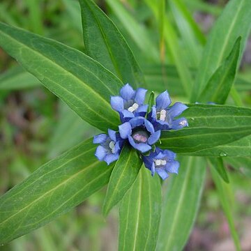 Gentiana makinoi unspecified picture