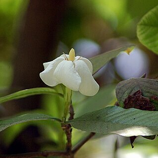 Gardenia resinifera unspecified picture