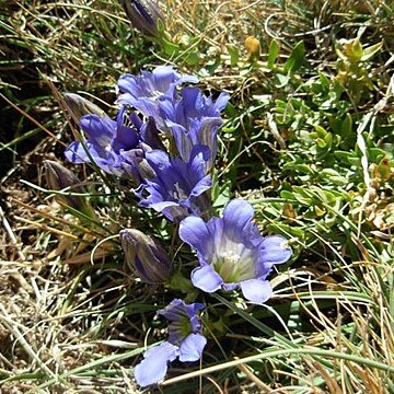 Gentiana boissieri unspecified picture