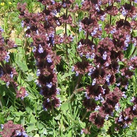 Salvia multicaulis unspecified picture