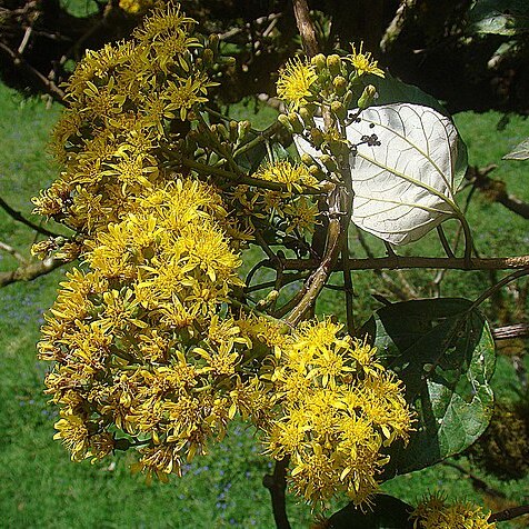 Sinclairia polyantha unspecified picture