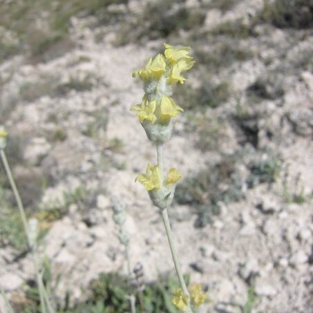 Sideritis gulendamii unspecified picture