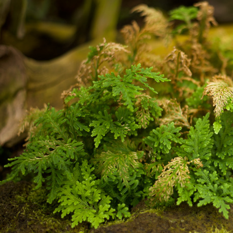 Selaginella douglasii unspecified picture