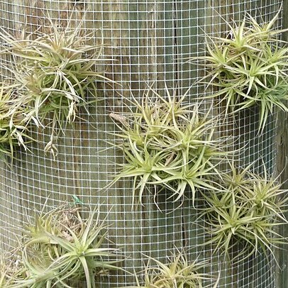 Tillandsia bergerii unspecified picture