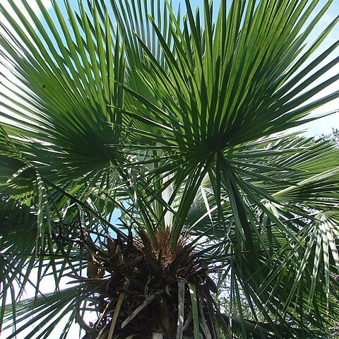 Trithrinax brasiliensis unspecified picture