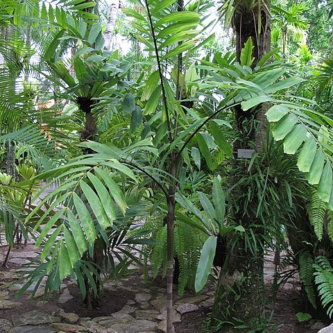 Veitchia vitiensis unspecified picture