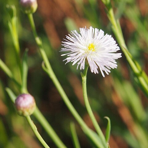 Minuria cunninghamii unspecified picture