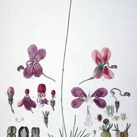 Stylidium violaceum unspecified picture