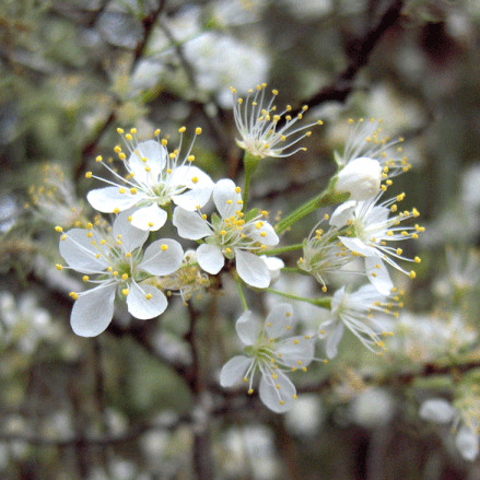 Prunus angustifolia unspecified picture