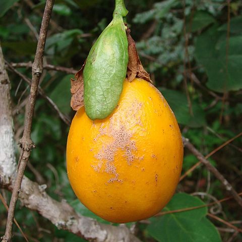 Passiflora nitida unspecified picture