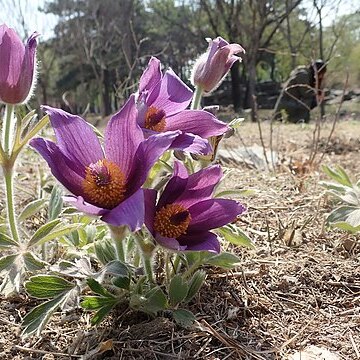 Pulsatilla chinensis unspecified picture