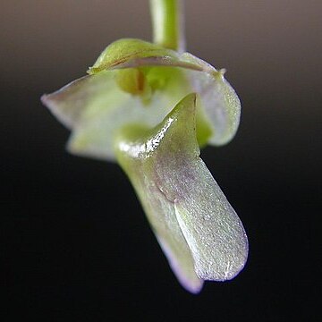 Scaphyglottis livida unspecified picture