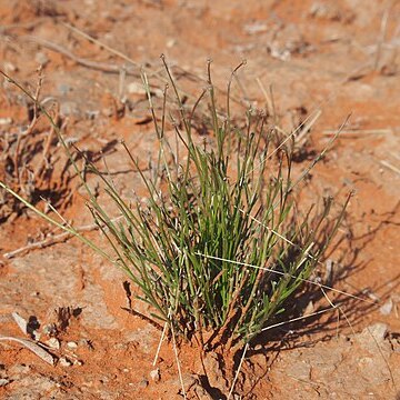 Stackhousia clementii unspecified picture