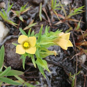 Schultesia guianensis unspecified picture