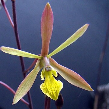 Pseudolaelia citrina unspecified picture