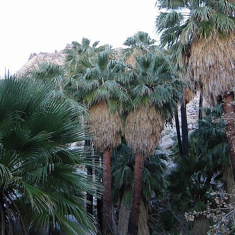 Washingtonia unspecified picture