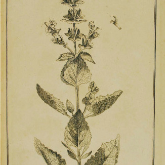 Salvia tingitana unspecified picture