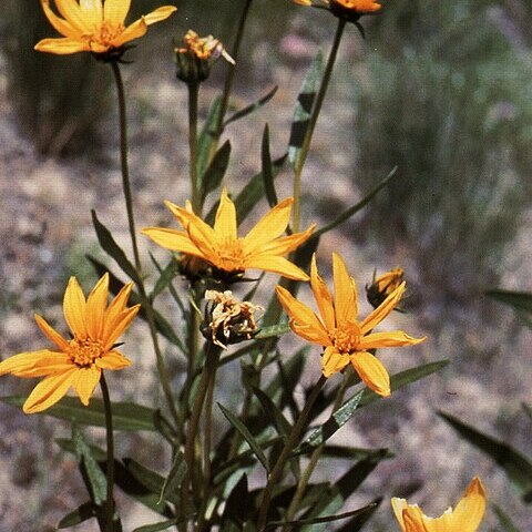 Helianthus nuttallii unspecified picture