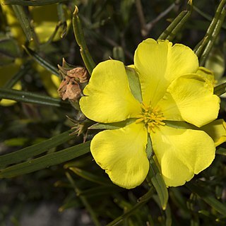 Hibbertia striata unspecified picture