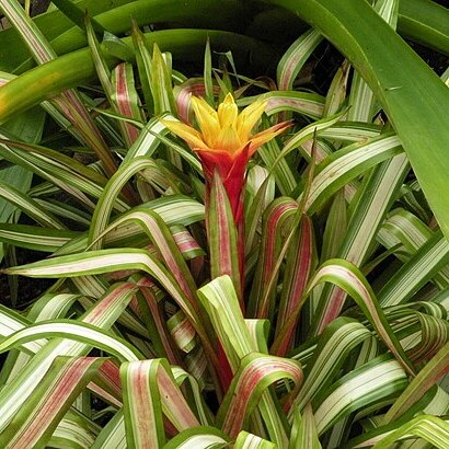 Guzmania zahnii unspecified picture