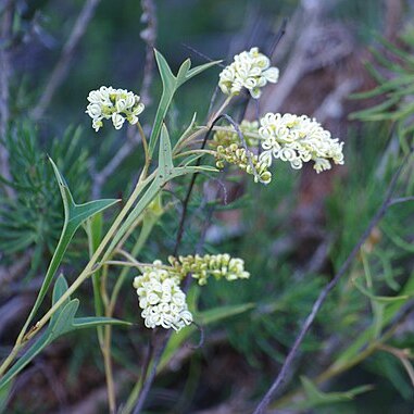 Grevillea synapheae unspecified picture