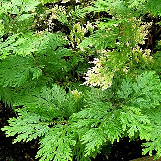 Selaginella vogelii unspecified picture