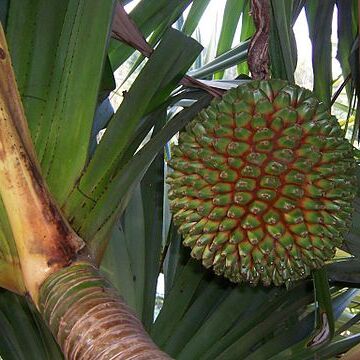 Pandanus unspecified picture