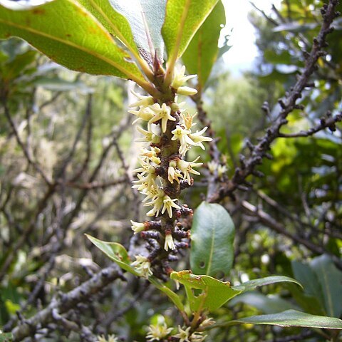 Pleiomeris unspecified picture